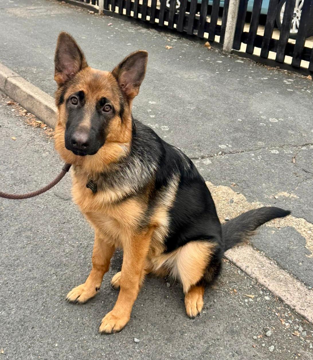 MAEVA - SURREY